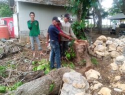 Geger Kasus Ilegal logging di Pantai Wisata Wonogoro, Warga Minta Usut Tuntas Keakar Rumput