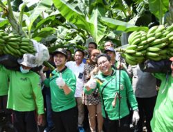 Dandim 0822 Bondowoso Hadiri Panen Perdana Pisang CAVENDISH