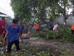 Anggota Polres Bondowoso Bersama BPBD Dibantu Warga Evakuasi Pohon yang Tumbang