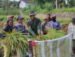 Satgas TMMD Ke-116 Bondowoso Bantu Petani Panen Padi