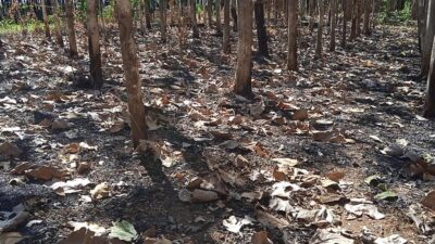 Kebakaran Hutan Menjadi Antensi Pemerintah Dan Perhatian Bagi Dinas Terkait Di Wilayah Kabupaten Bondowoso
