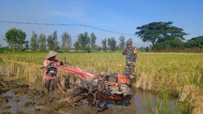 Babinsa Pelda Slamet, Pengolahan Menggunakan Alsintan Traktor Bertujuan Memperbaiki Sifat Fisik Tanah