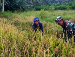 Babinsa Koramil 0822/04 Tenggarang melaksanakan pendampingan panen padi milik Tejo Desa Koncer Darul Aman