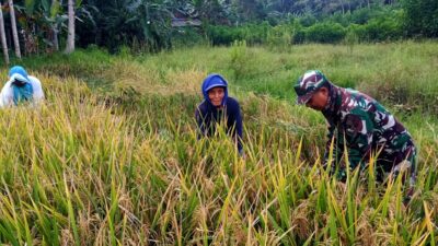 Babinsa Koramil 0822/04 Tenggarang melaksanakan pendampingan panen padi milik Tejo Desa Koncer Darul Aman